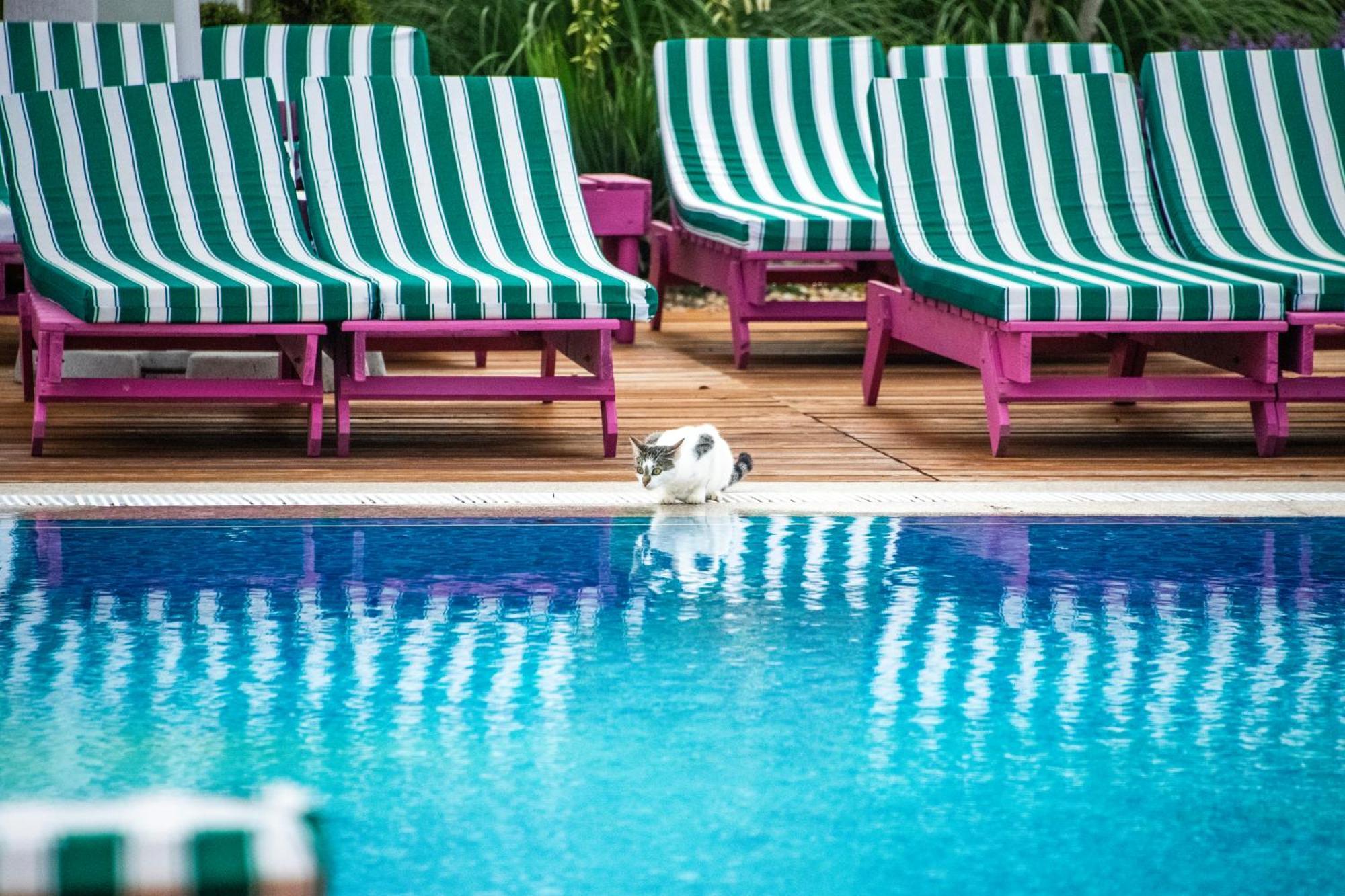 Hotel Ibis Styles Vénus Extérieur photo